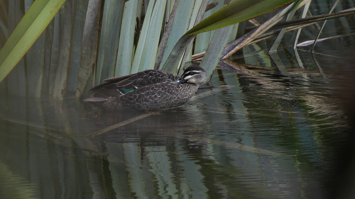 Pacific Black Duck - ML642749913