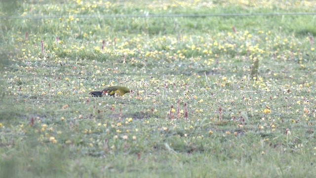 Regent Parrot - ML642749918