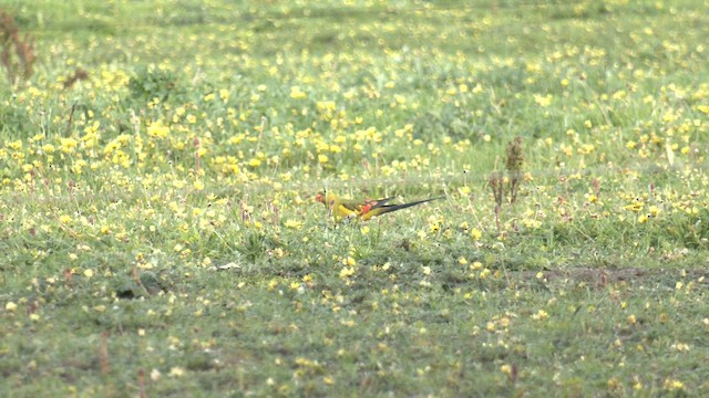 Regent Parrot - ML642749919