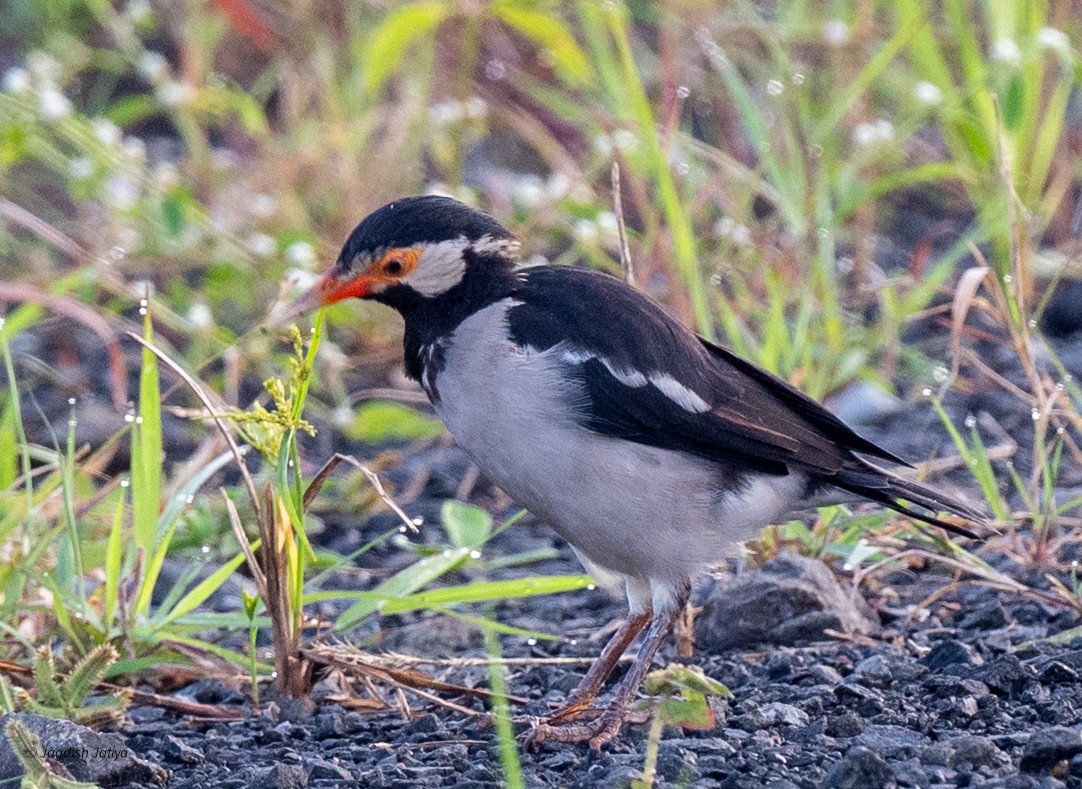 Indian Pied Starling - ML642749920
