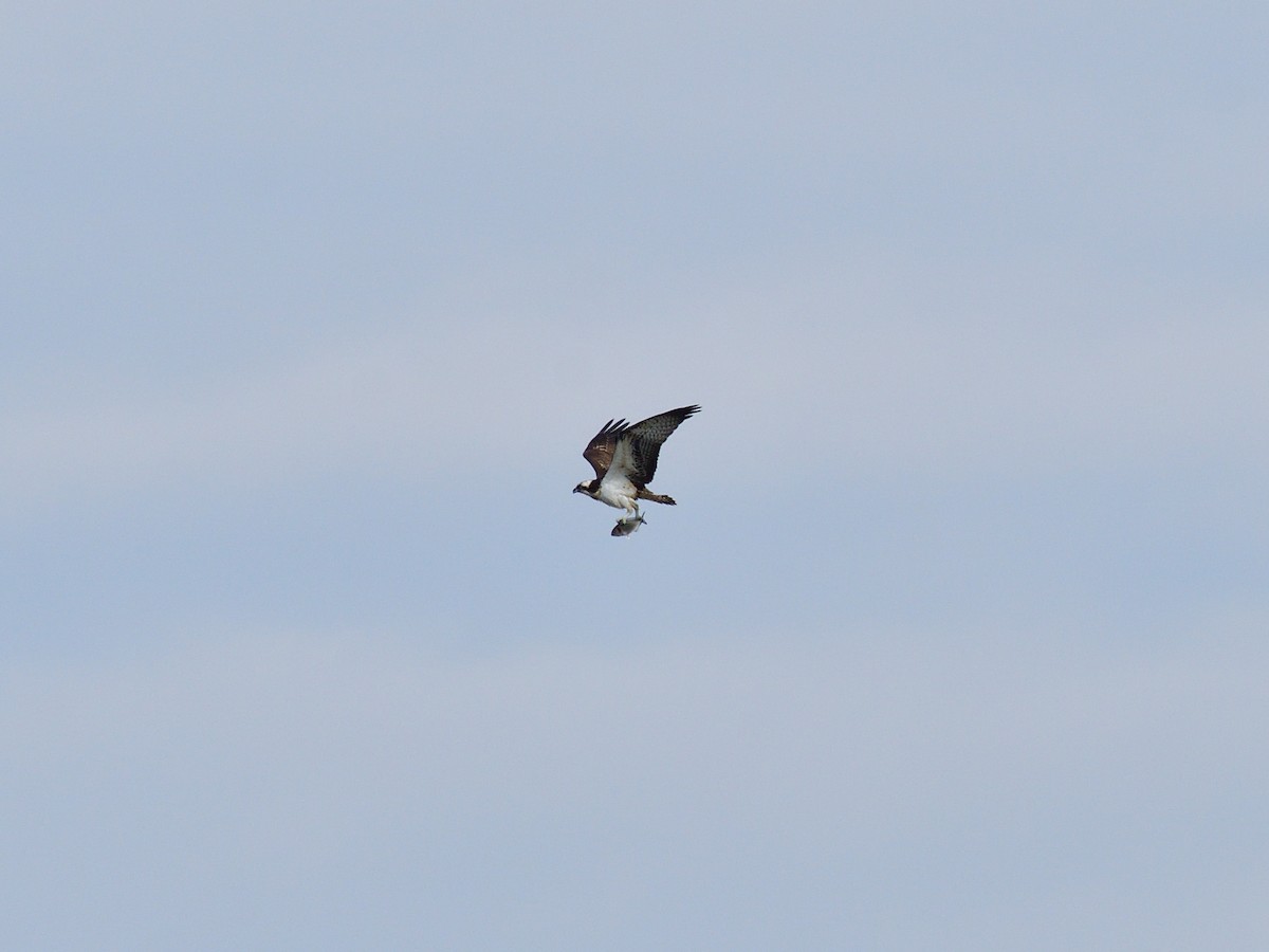 Osprey - ML642749924
