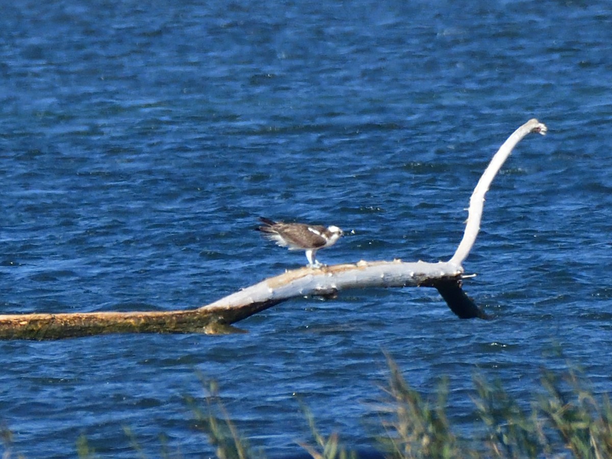 Osprey - ML642749925