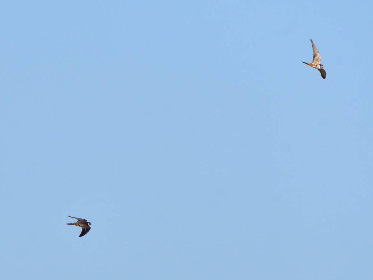 Eurasian Hobby - ML642749931