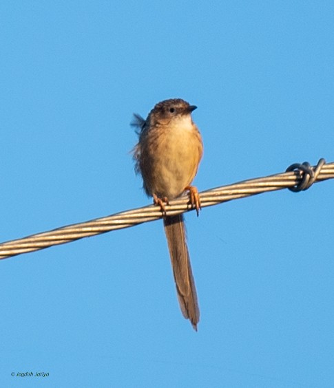 Common Babbler - ML642749933