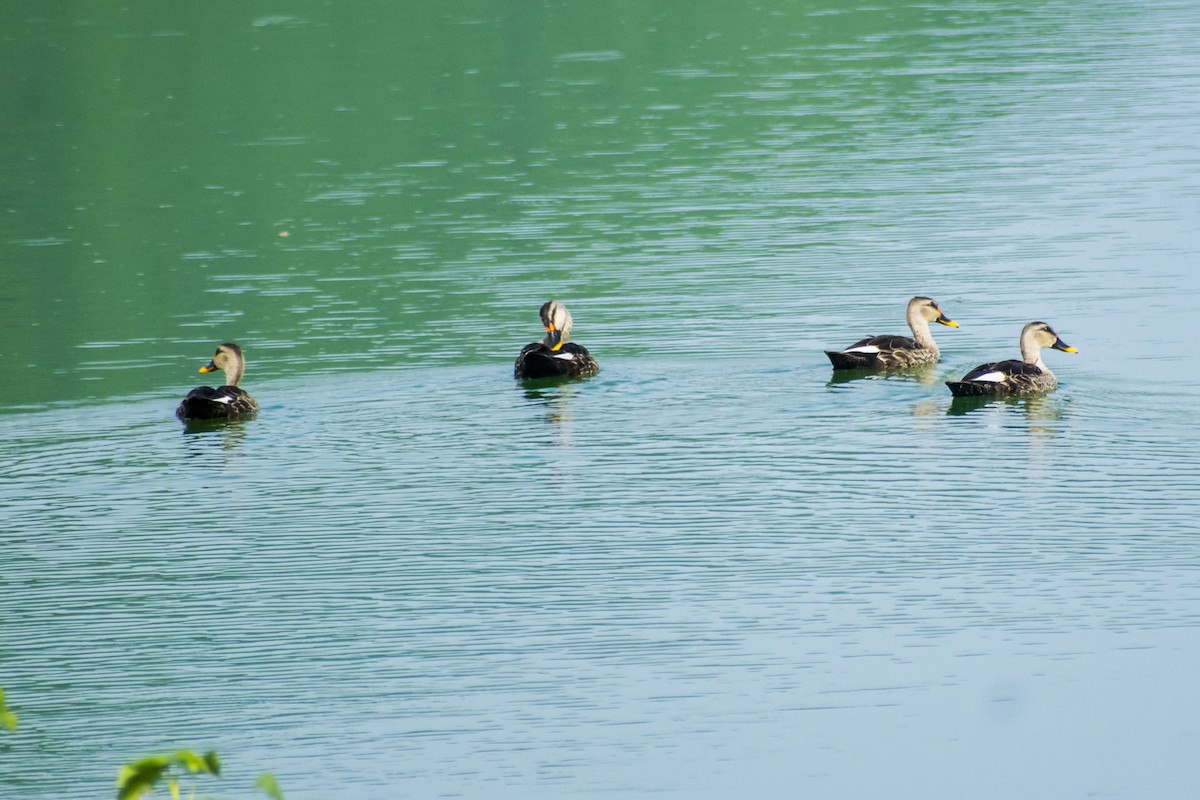 Indian Spot-billed Duck - ML642749969