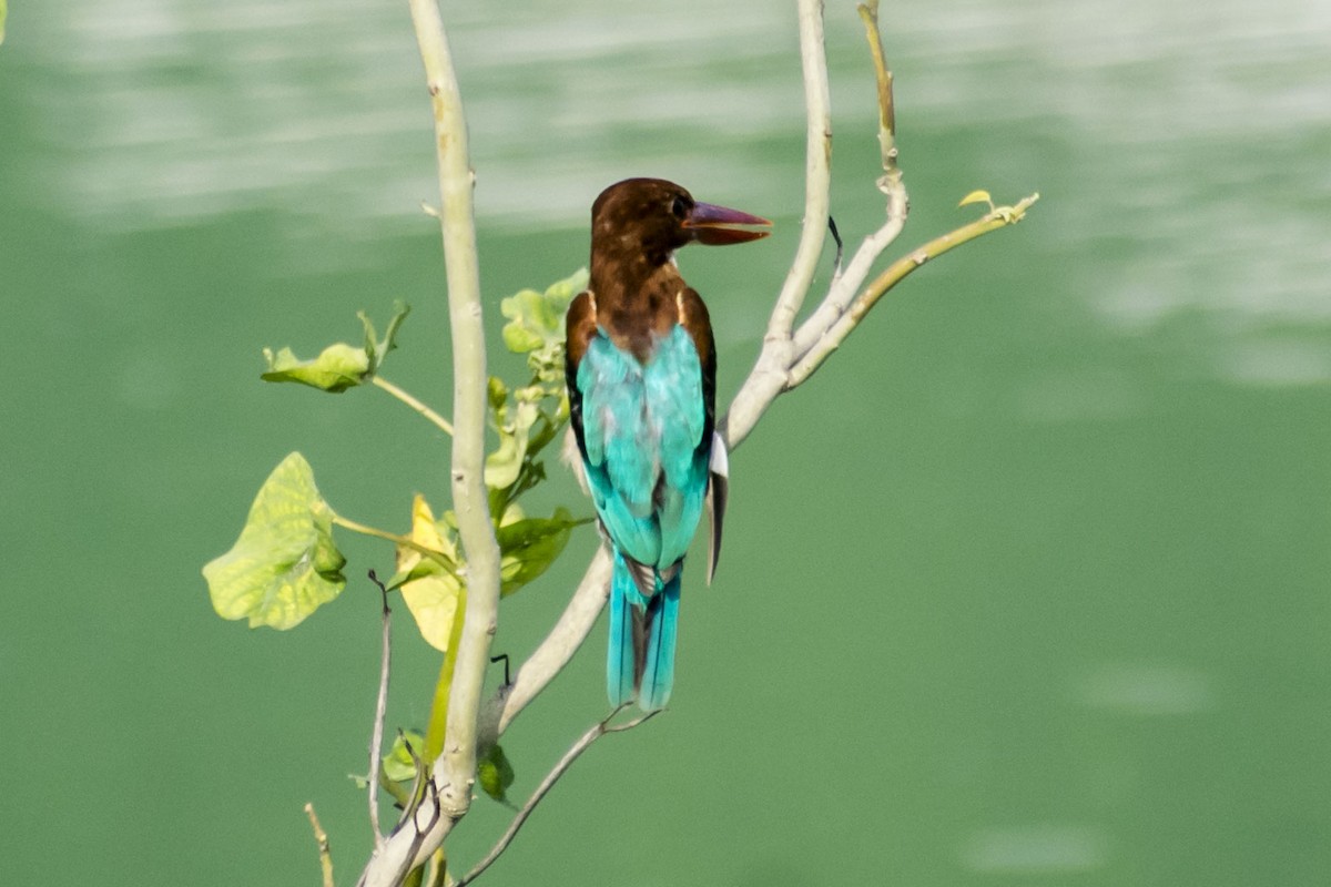 White-throated Kingfisher - ML642749970