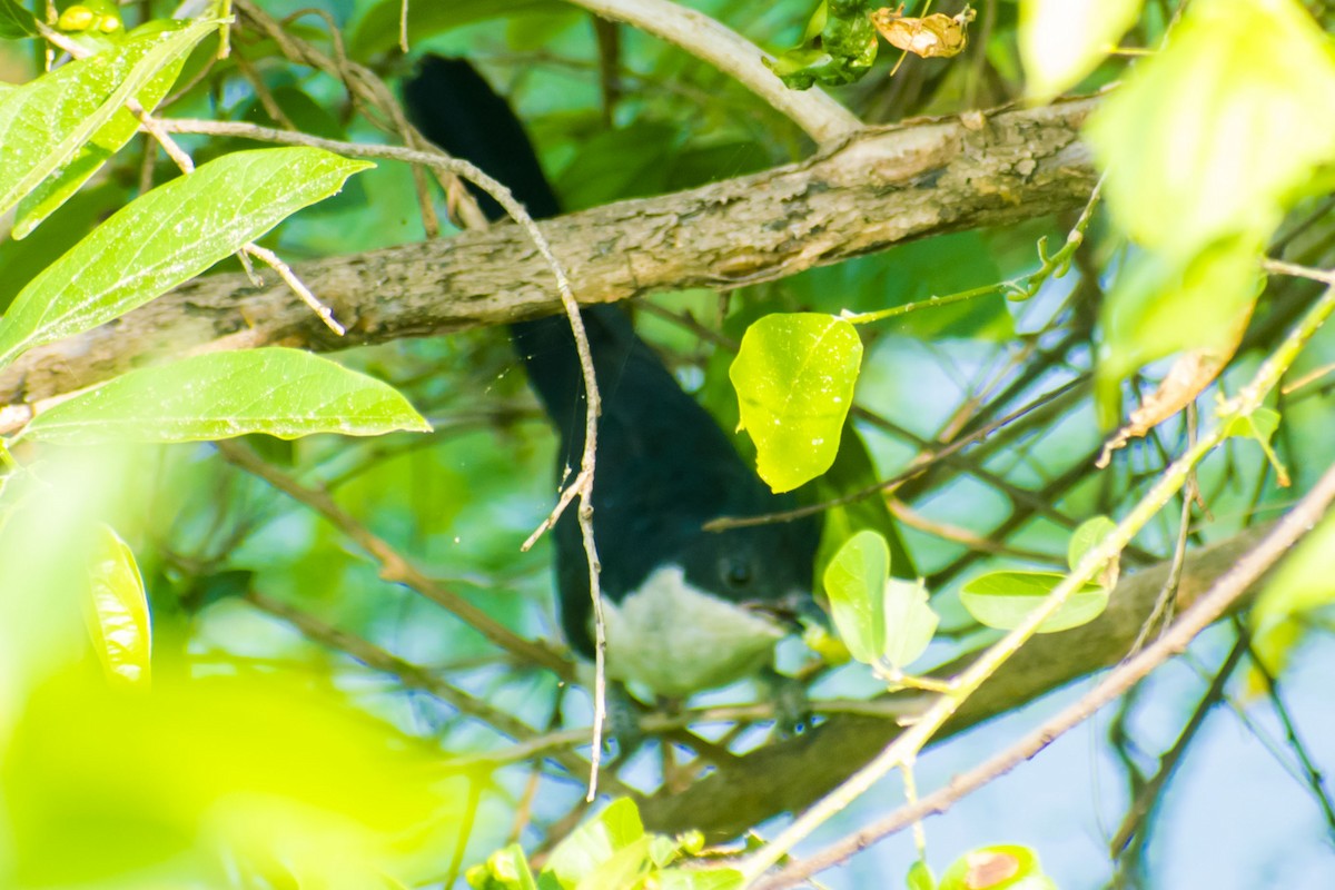 Pied Cuckoo - ML642749973