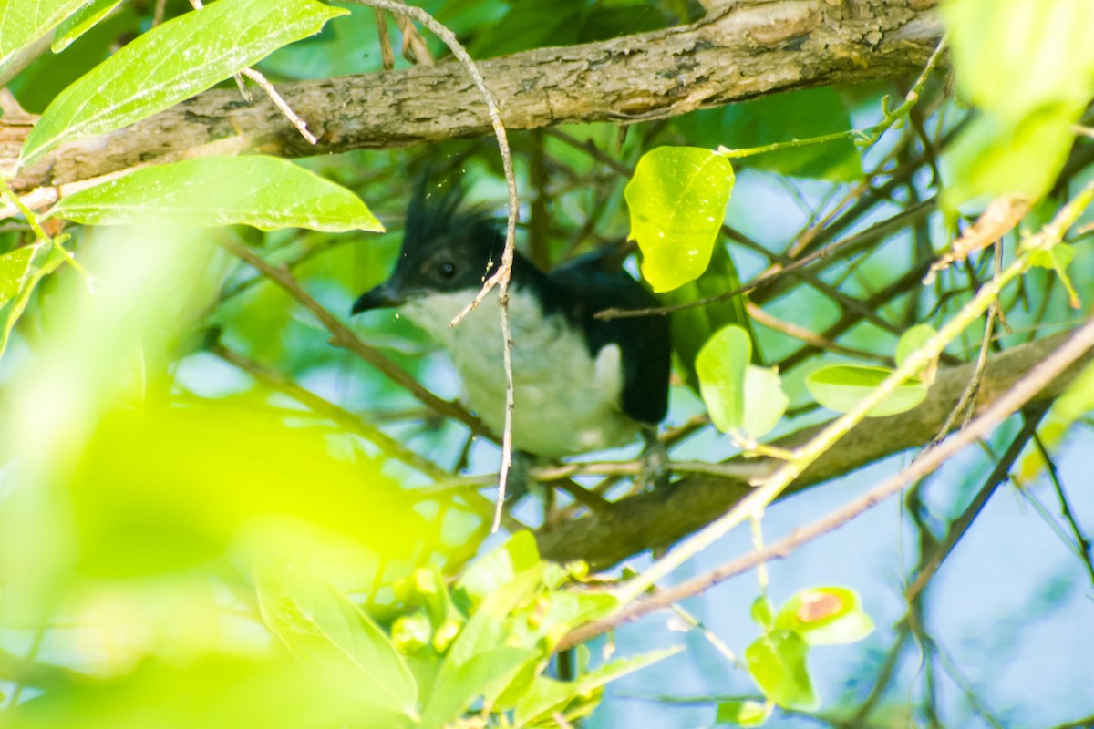Pied Cuckoo - ML642749974