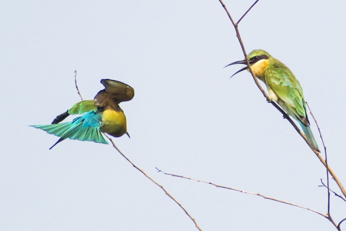 Blue-tailed Bee-eater - ML642750012