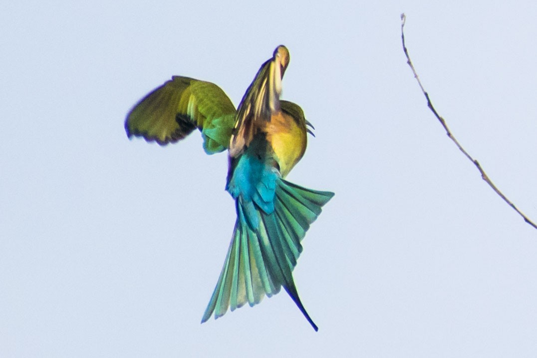 Blue-tailed Bee-eater - ML642750013