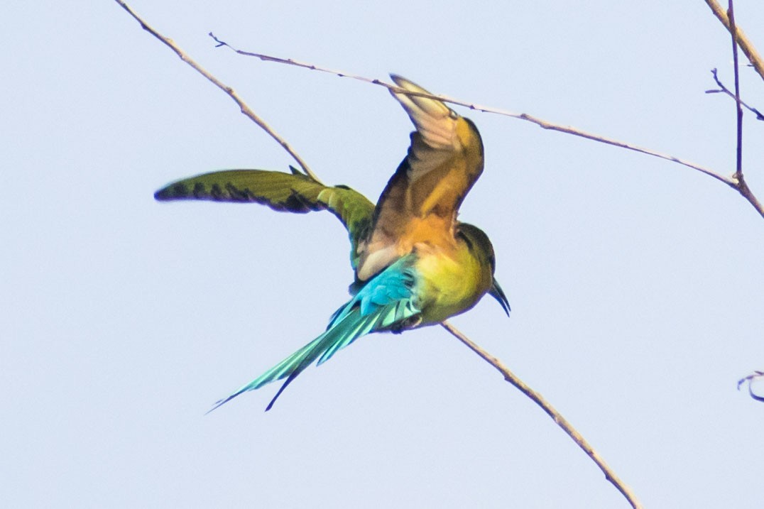 Blue-tailed Bee-eater - ML642750014