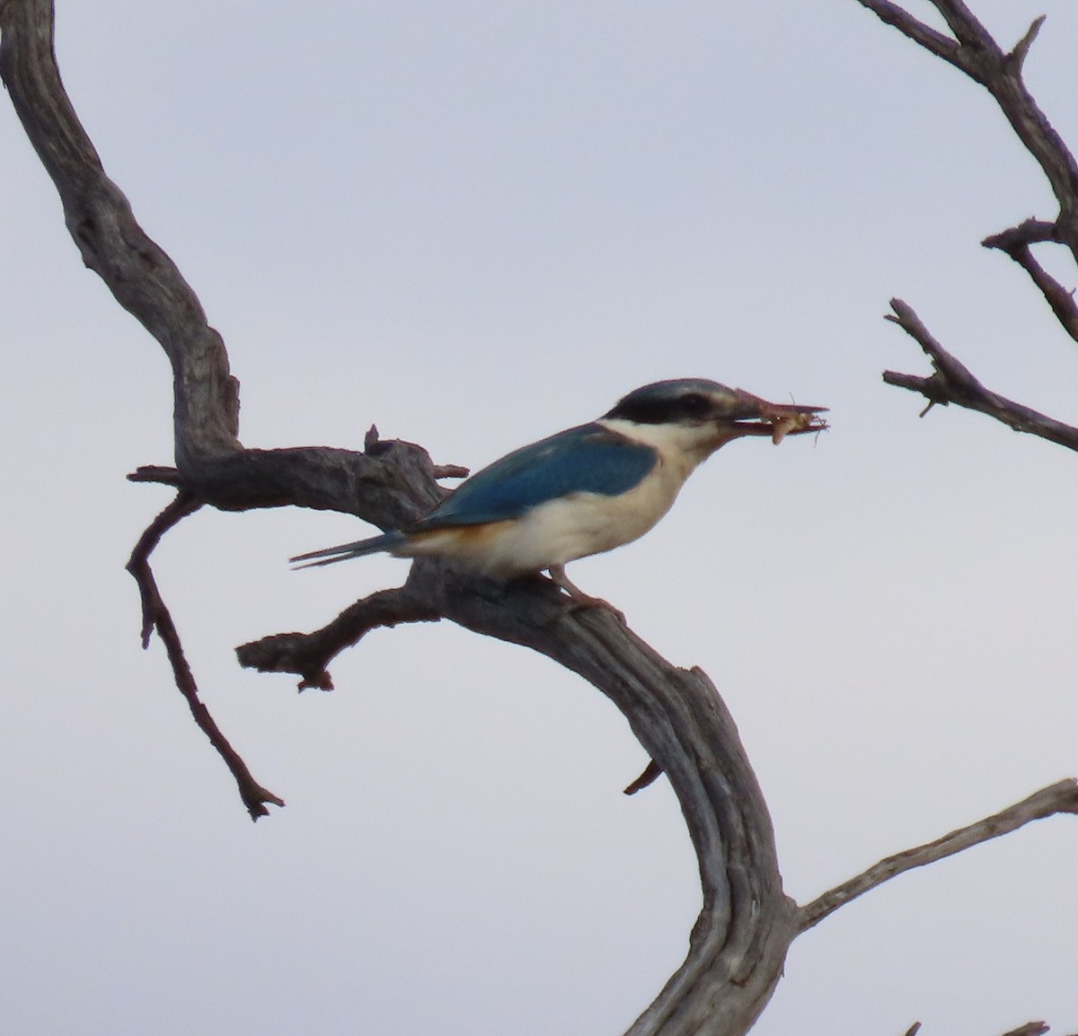 Red-backed Kingfisher - ML642750015