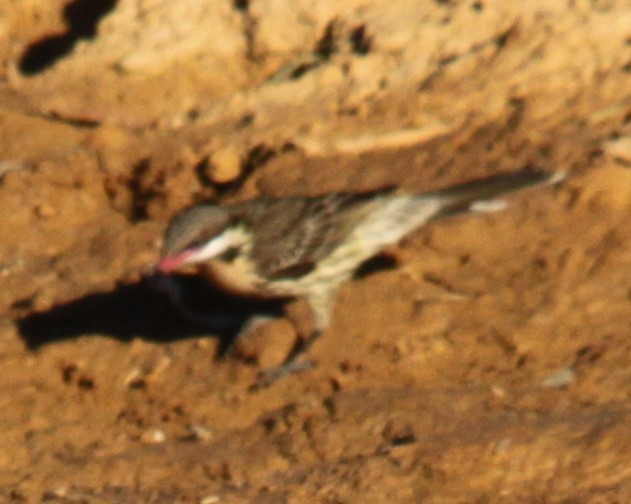 Spiny-cheeked Honeyeater - ML642750024