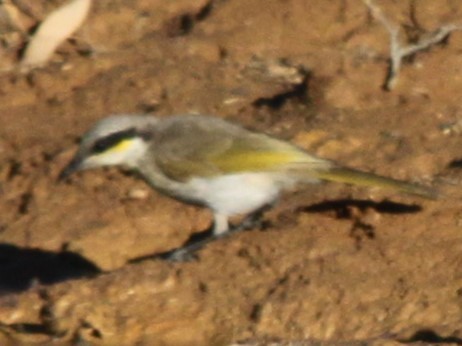 Singing Honeyeater - ML642750026