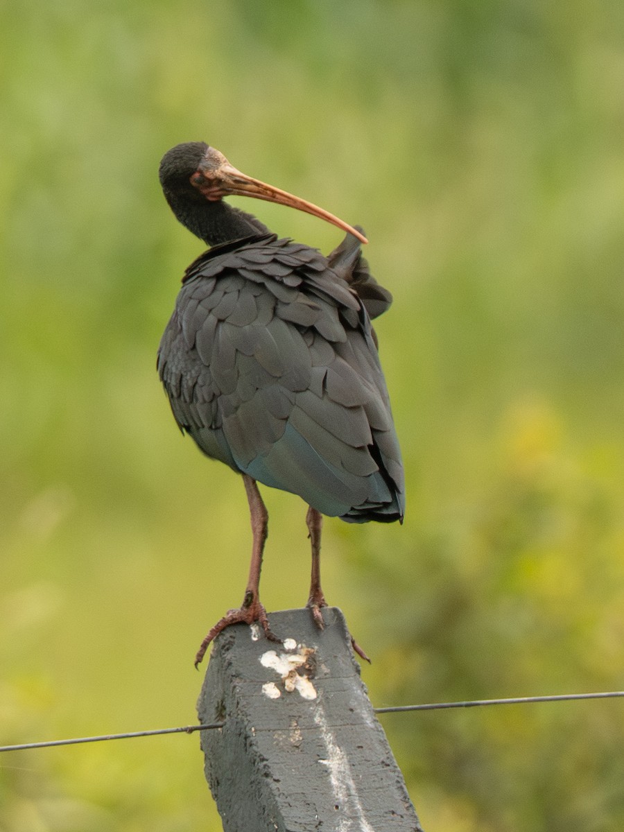 Bare-faced Ibis - ML642750045