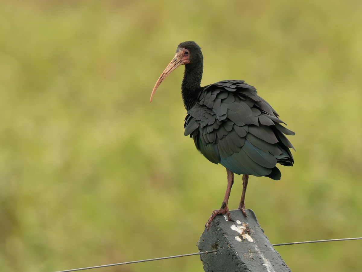 Bare-faced Ibis - ML642750046