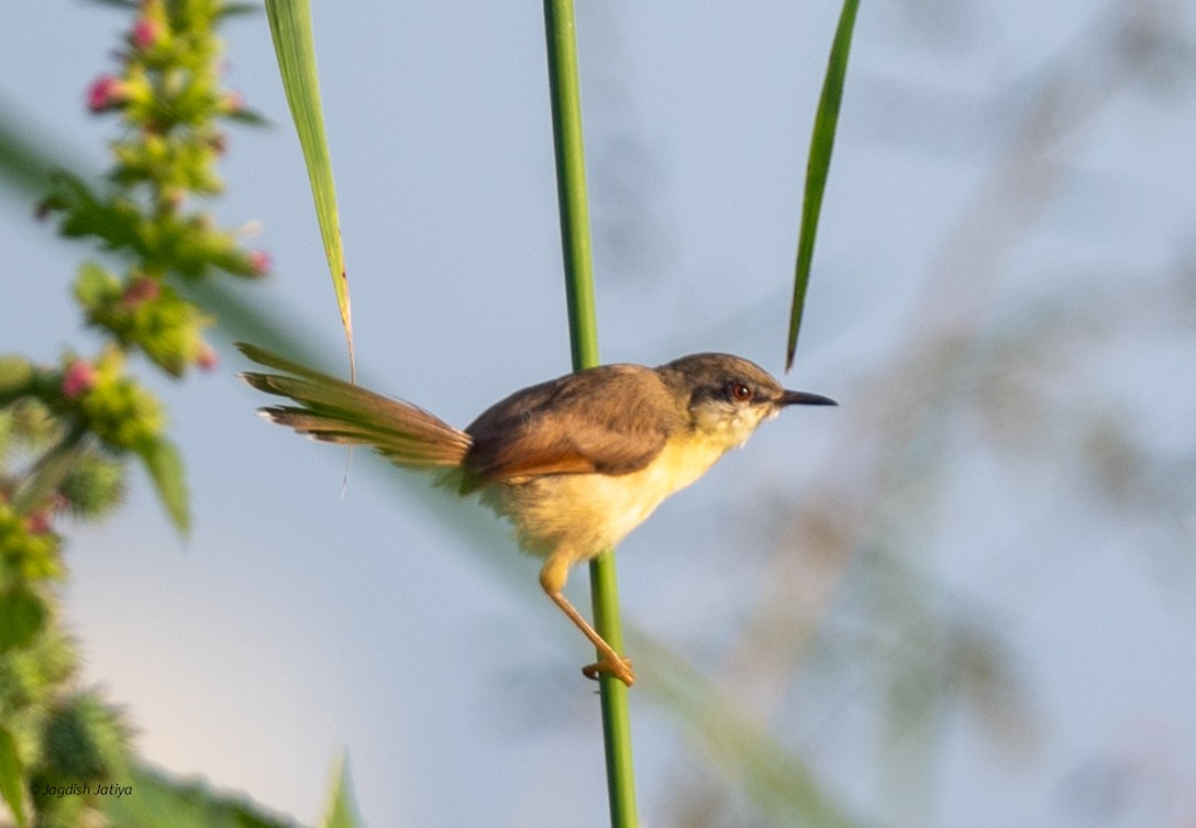 Ashy Prinia - ML642750050