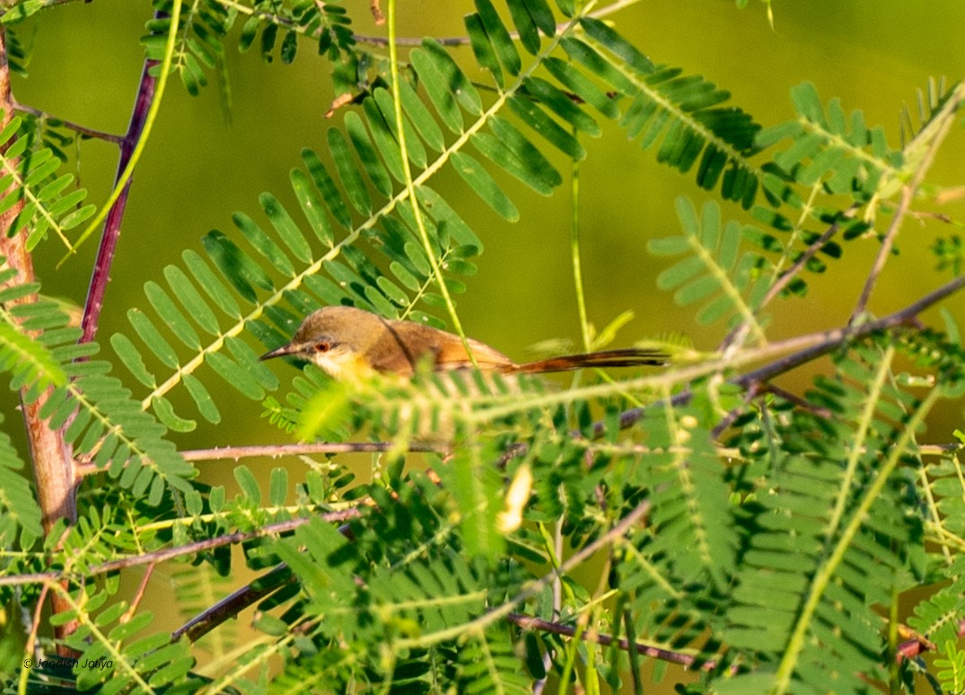 Ashy Prinia - ML642750051