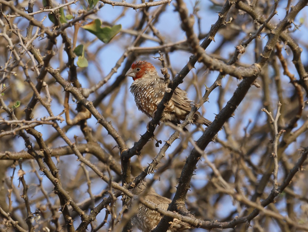 Red-headed Finch - ML642750058