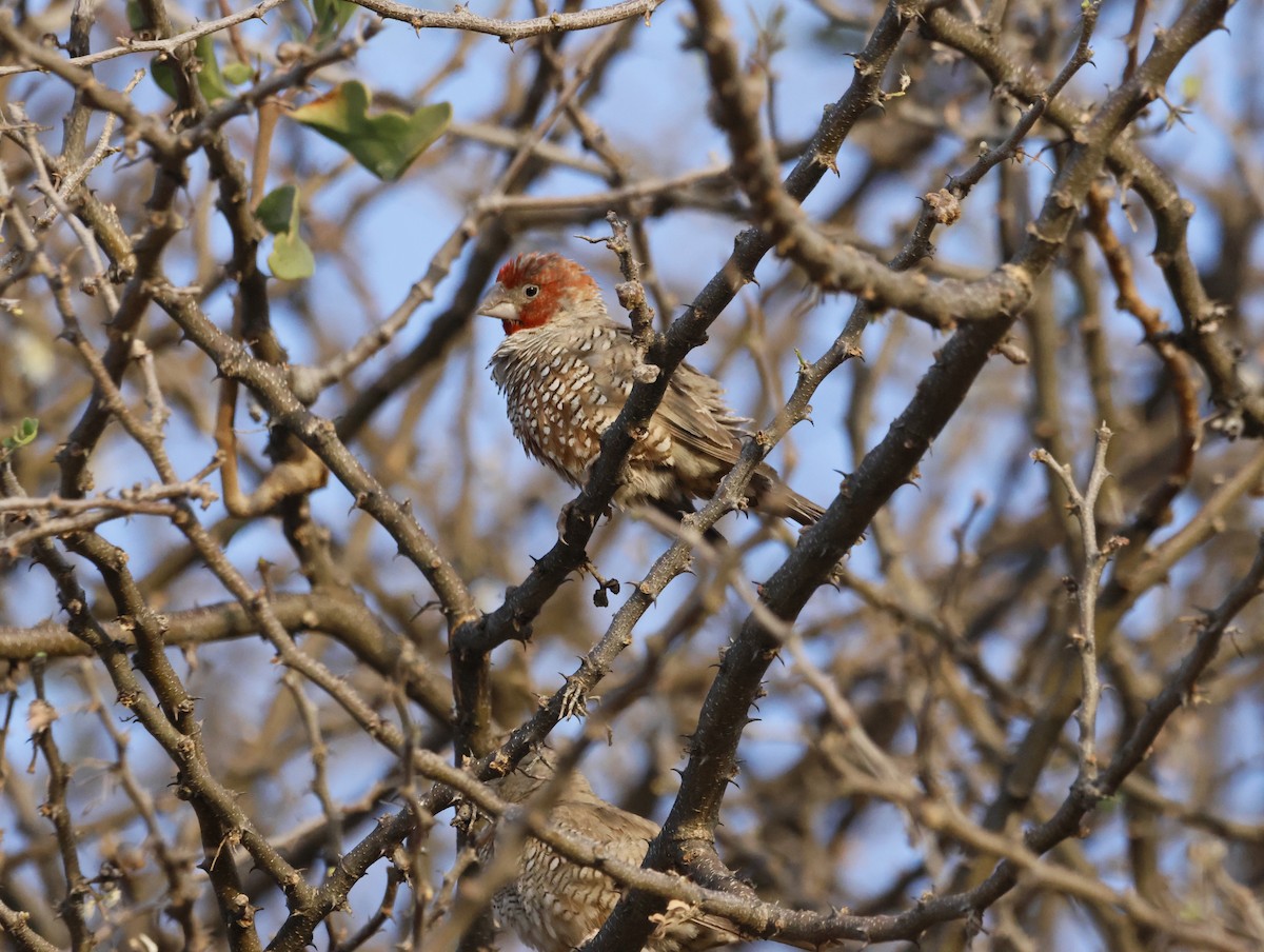 Red-headed Finch - ML642750059