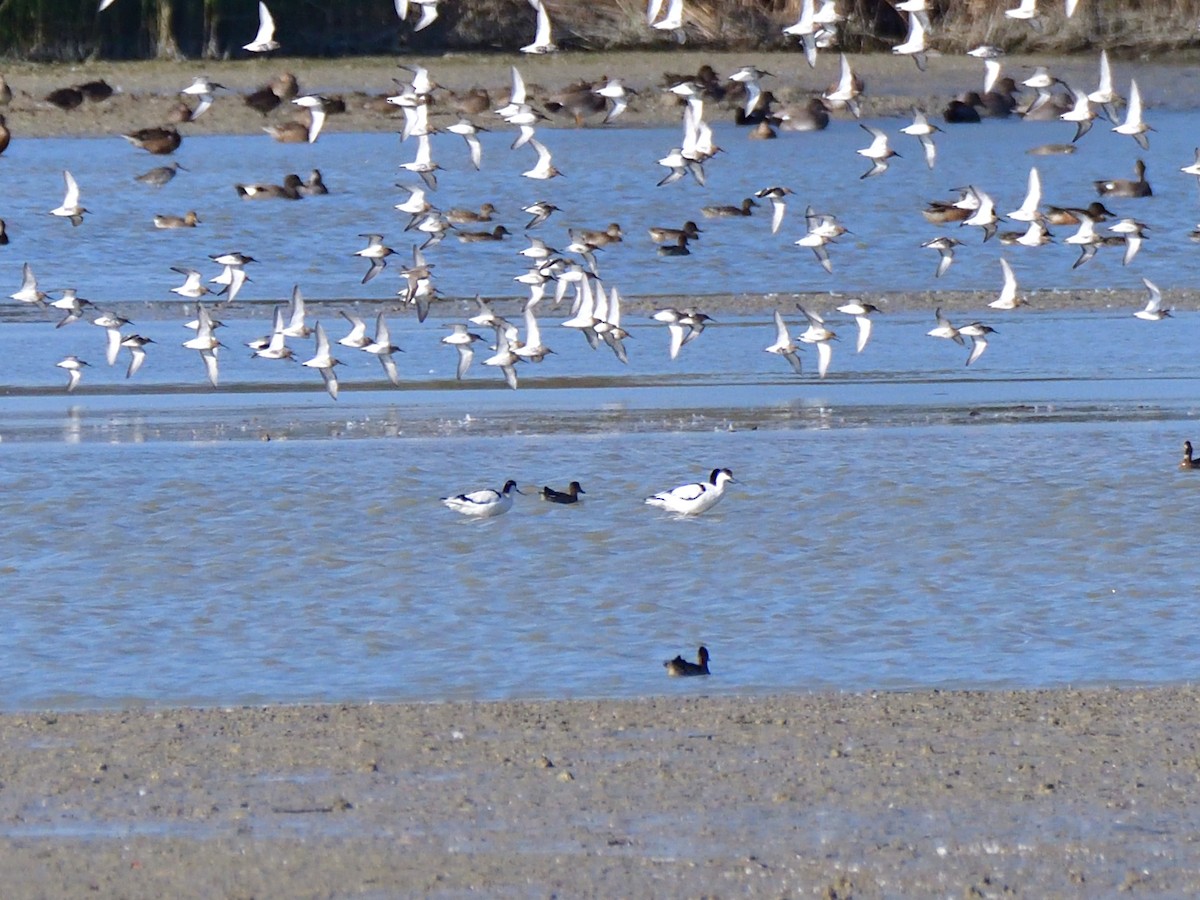 Pied Avocet - ML642750073