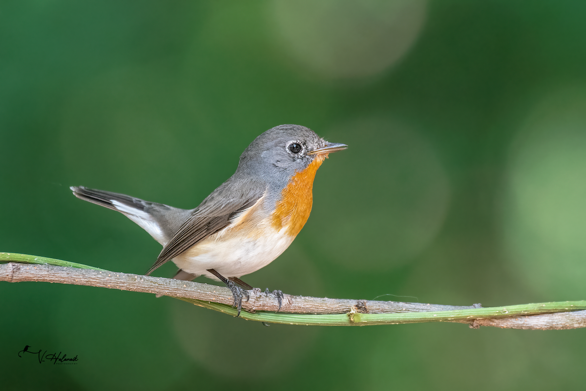 Red-breasted Flycatcher - ML642750074