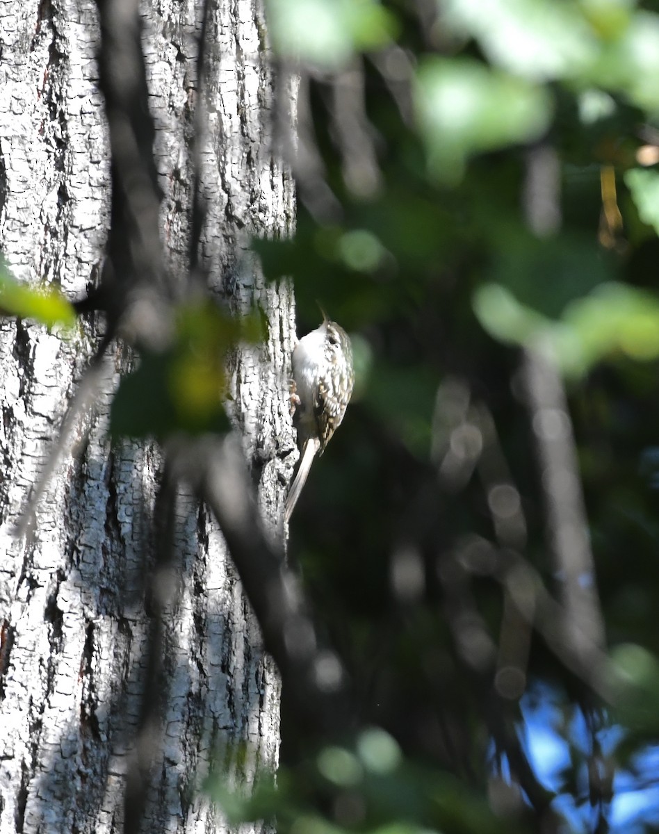 Short-toed Treecreeper - ML642750095
