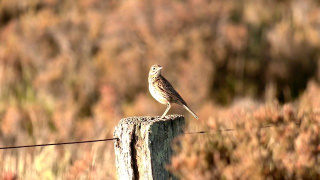Australian Pipit - ML642750103