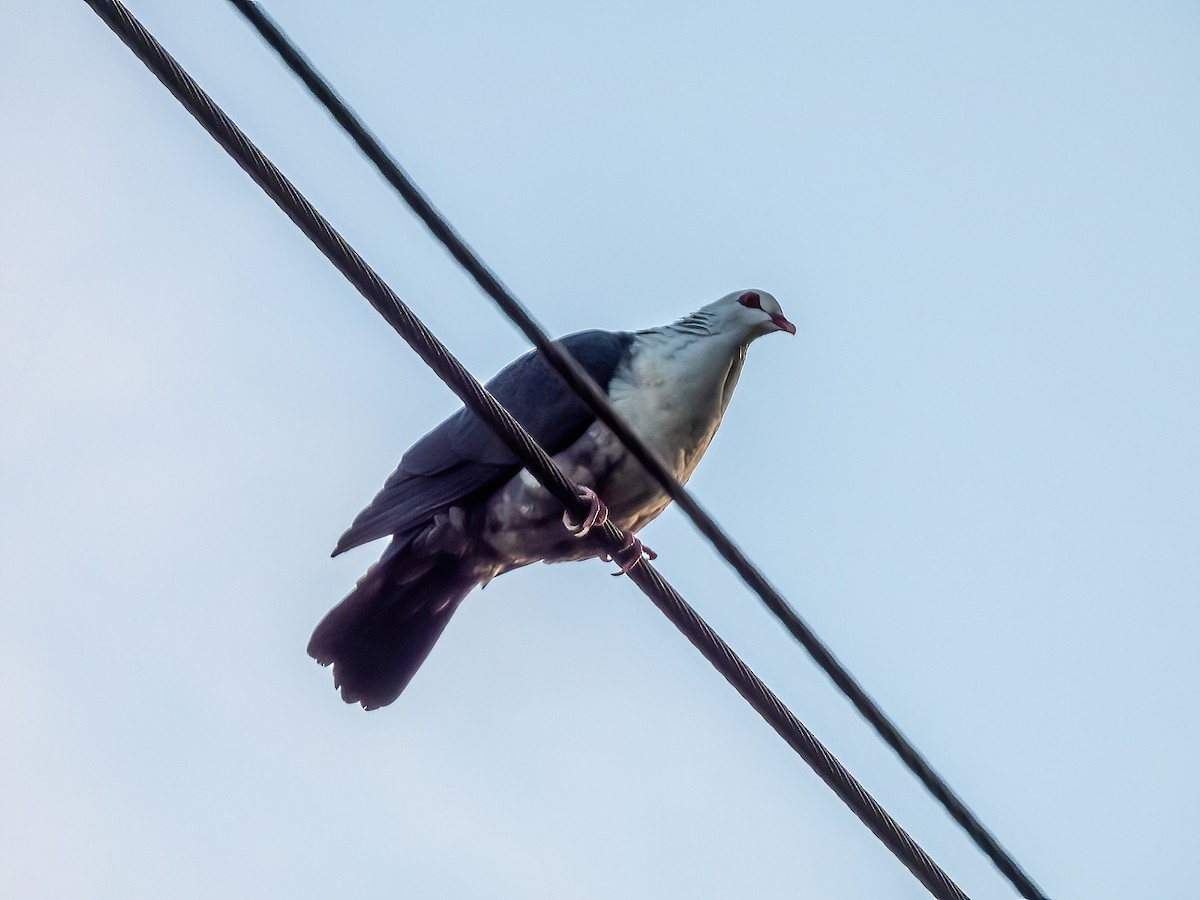 White-headed Pigeon - ML642750104