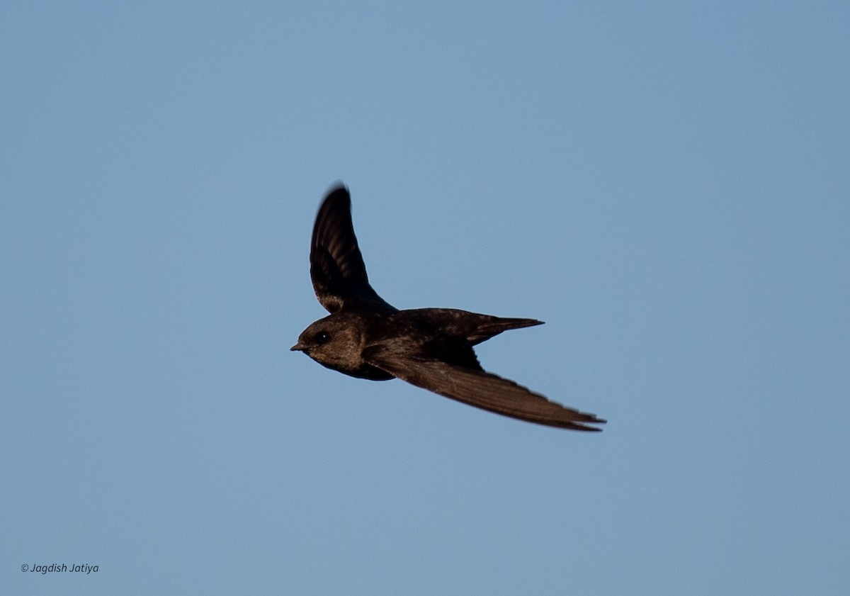 Dusky Crag-Martin - ML642750112