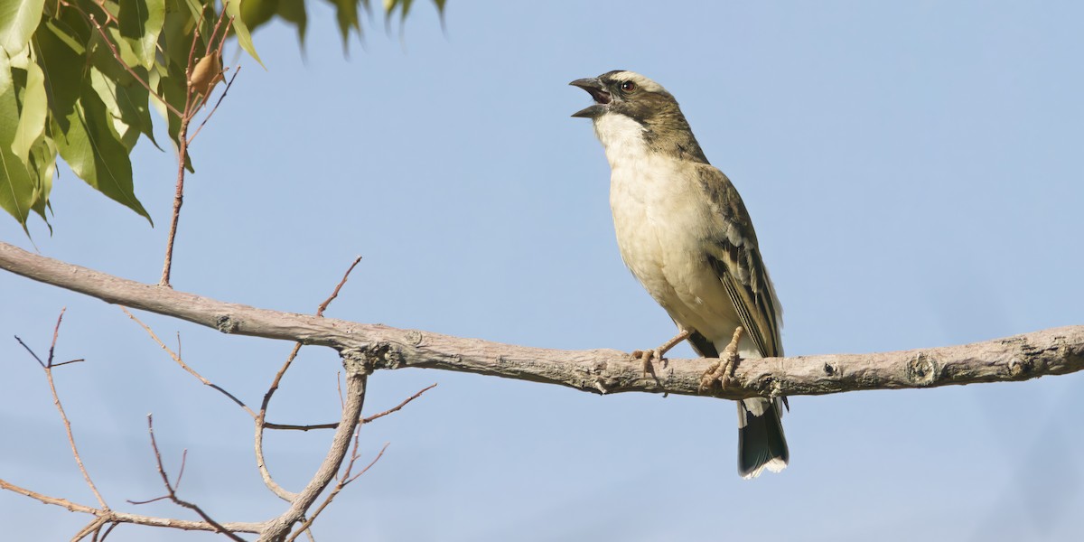 White-browed Sparrow-Weaver - ML642750125