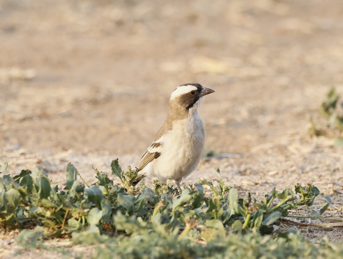 White-browed Sparrow-Weaver - ML642750141