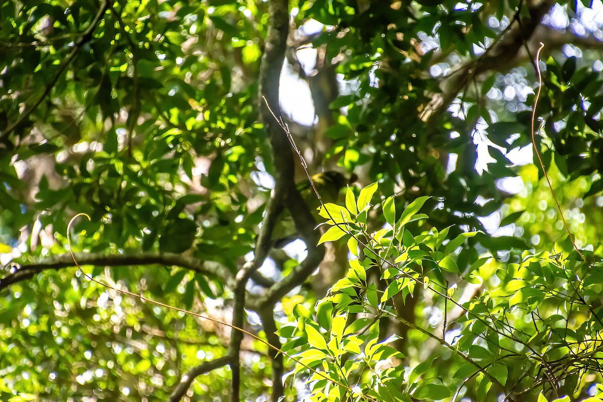 Green Catbird - ML642750143