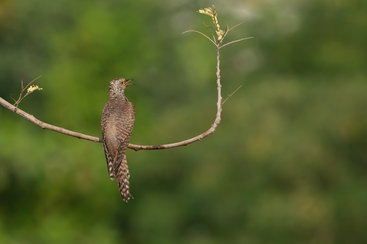 Common Cuckoo - Salma Al Suwaidi