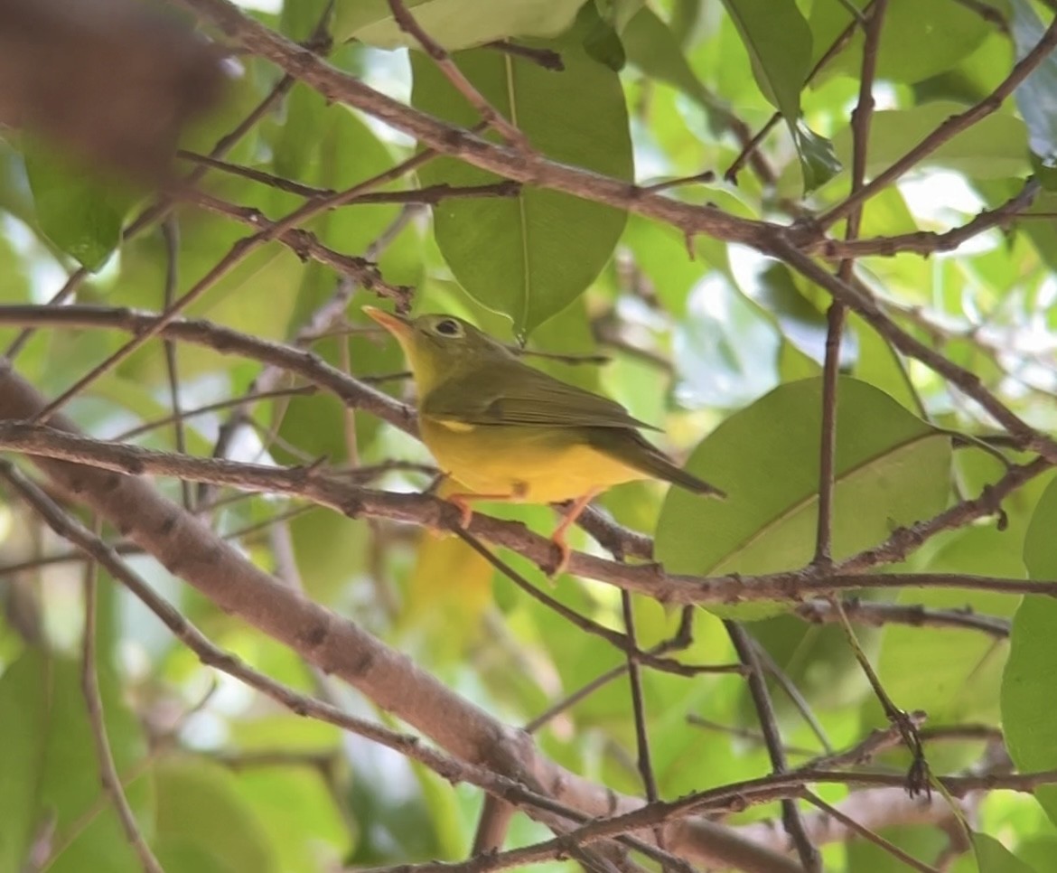 Alström's Warbler - ML642750163