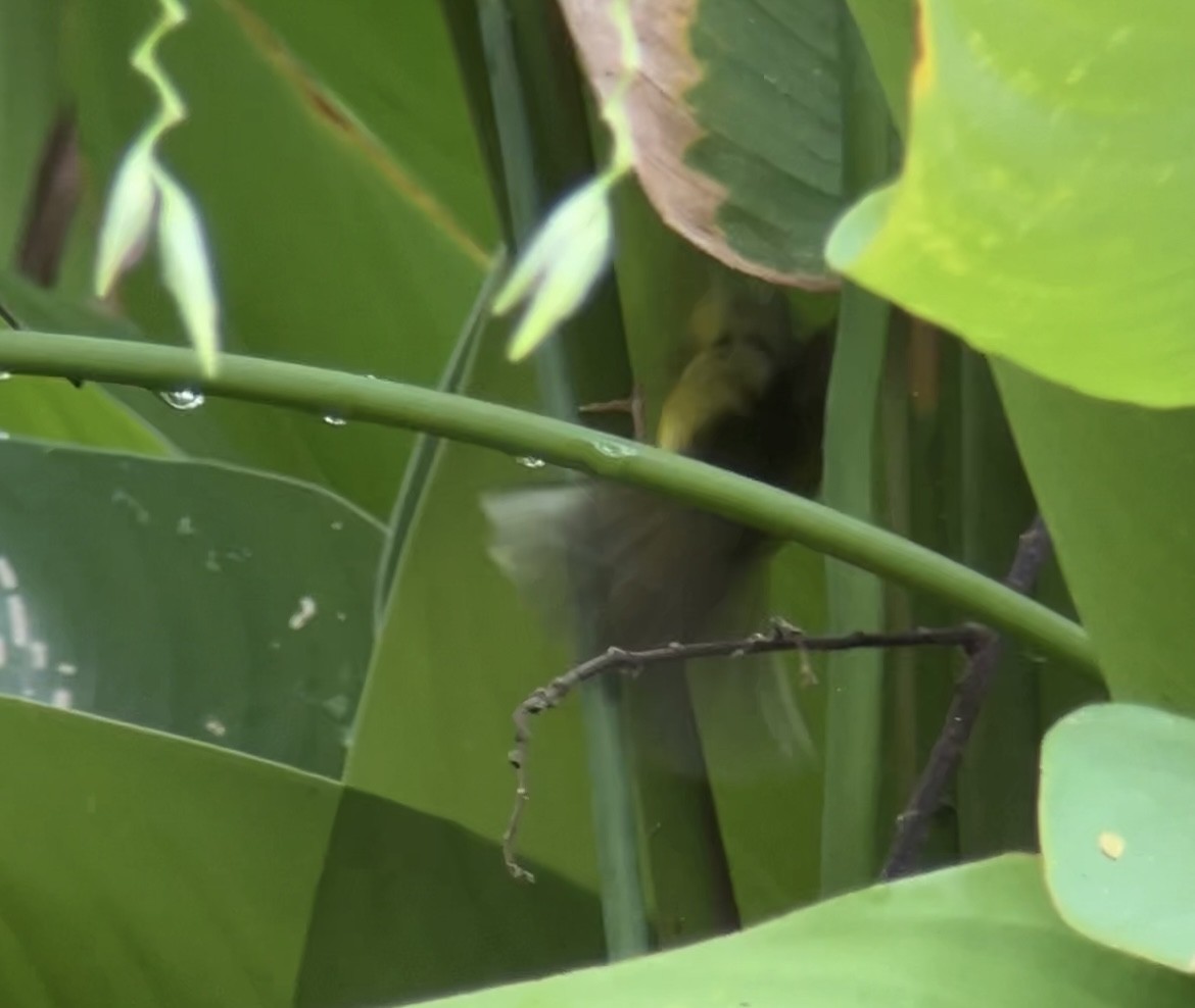 Alström's Warbler - ML642750164