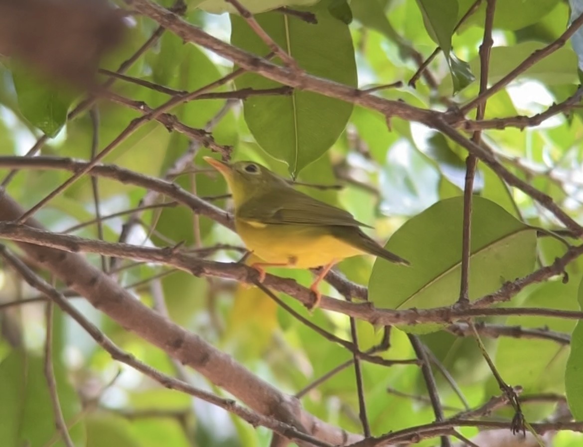 Alström's Warbler - ML642750165