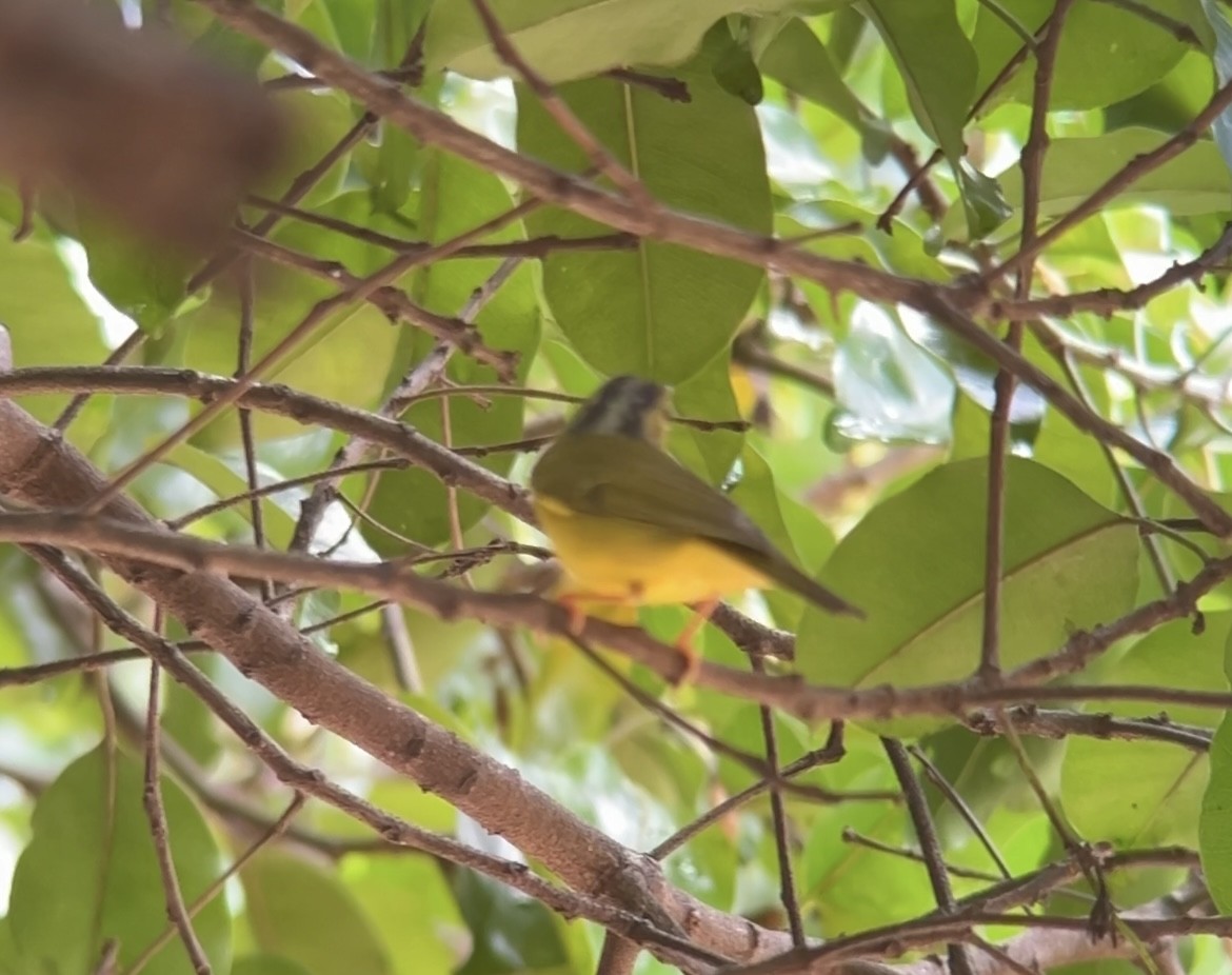 Alström's Warbler - ML642750166