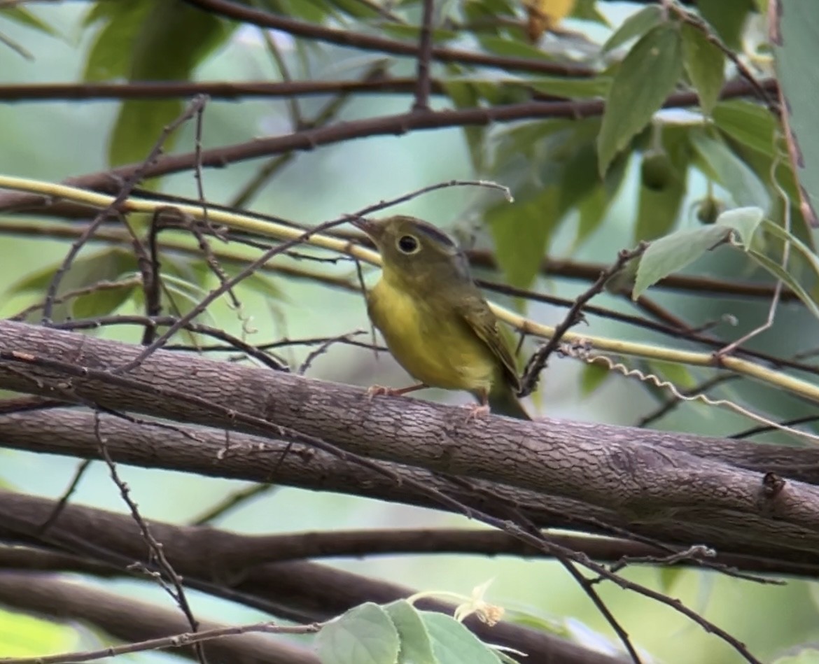 Alström's Warbler - ML642750167