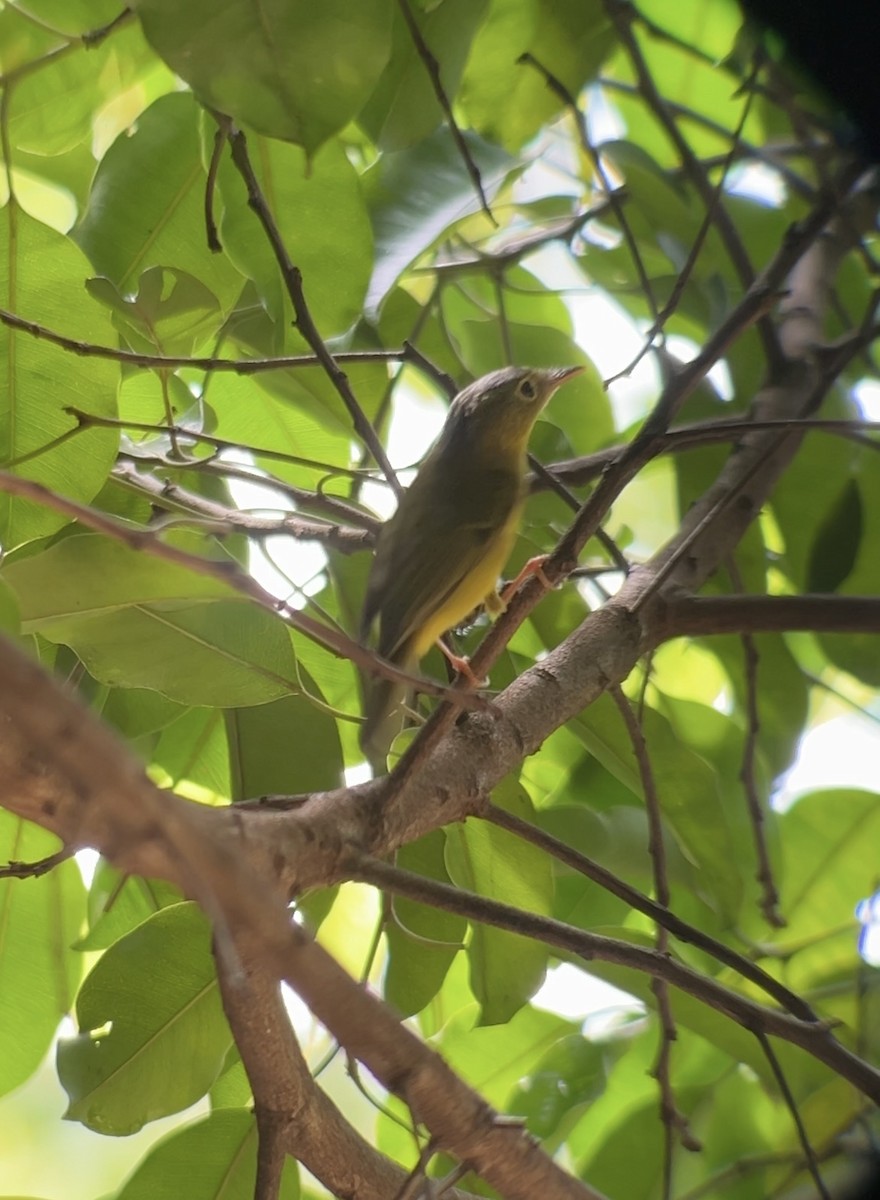 Alström's Warbler - ML642750168
