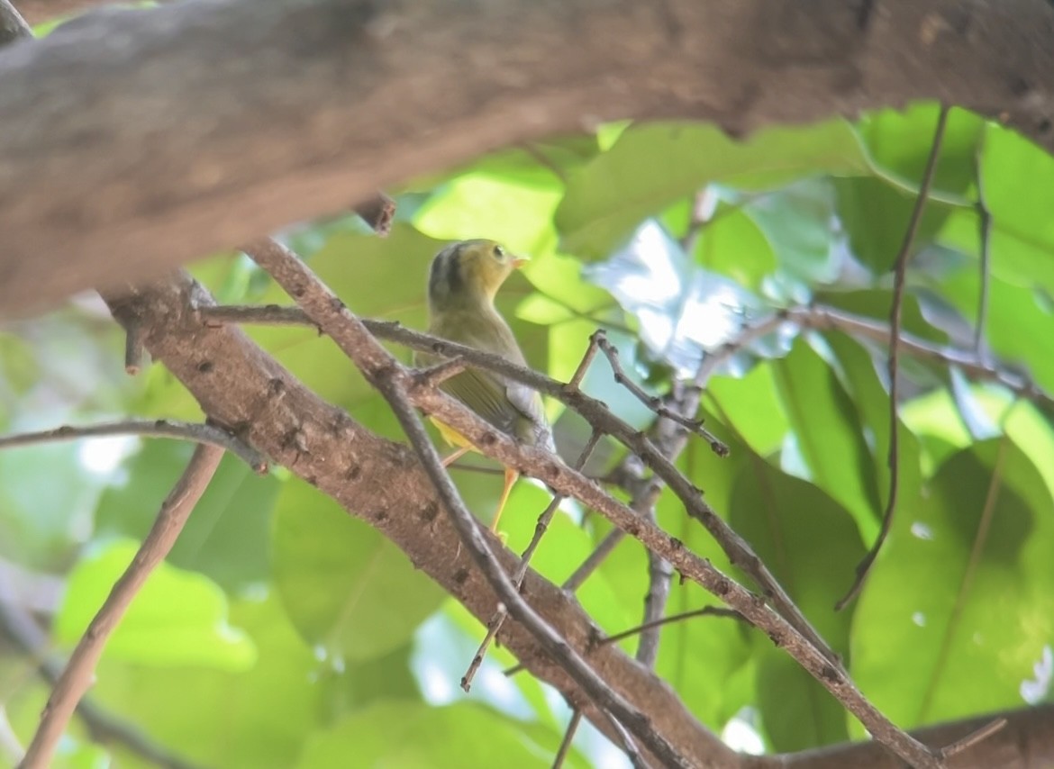 Alström's Warbler - ML642750169