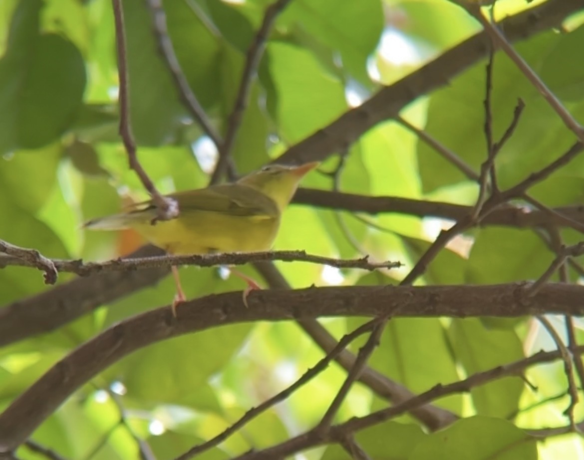 Alström's Warbler - ML642750170