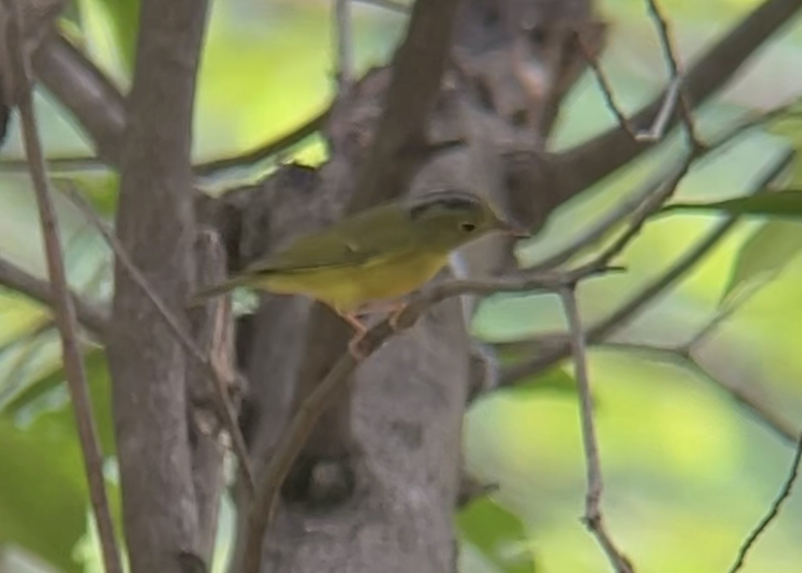 Alström's Warbler - ML642750171