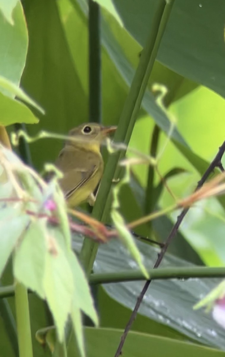 Alström's Warbler - ML642750172