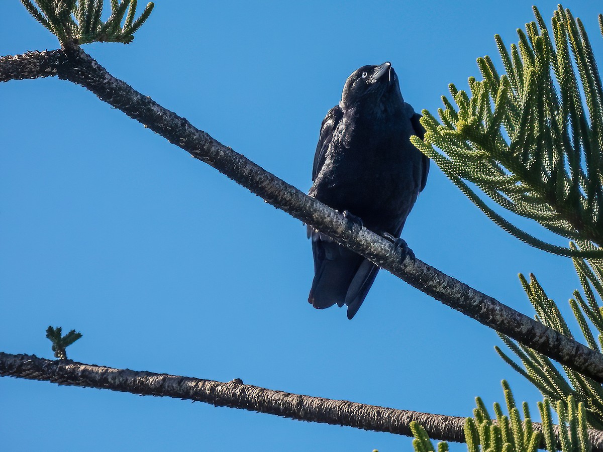 Torresian Crow - ML642750201