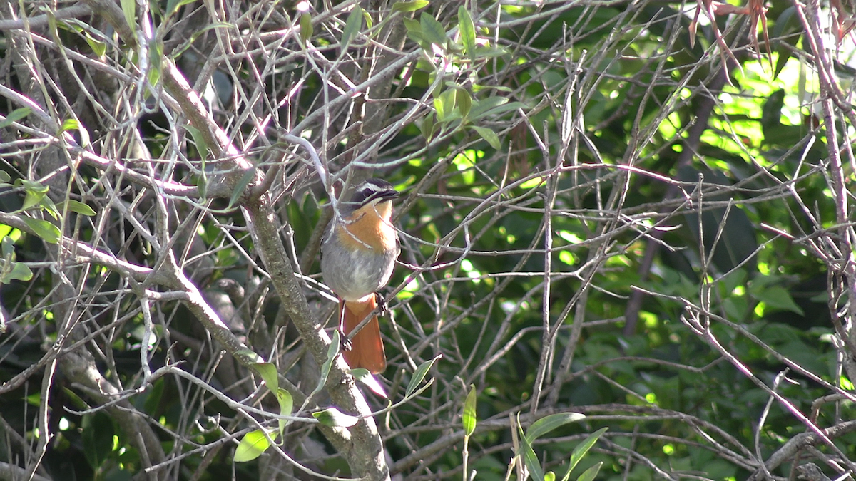 Cape Robin-Chat - ML642750206