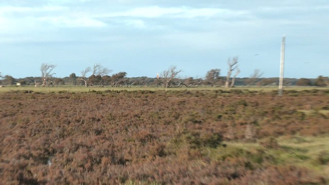 Swamp Harrier - ML642750227