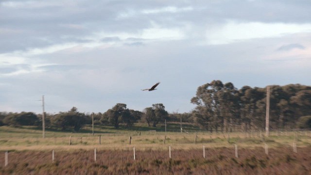 Swamp Harrier - ML642750228