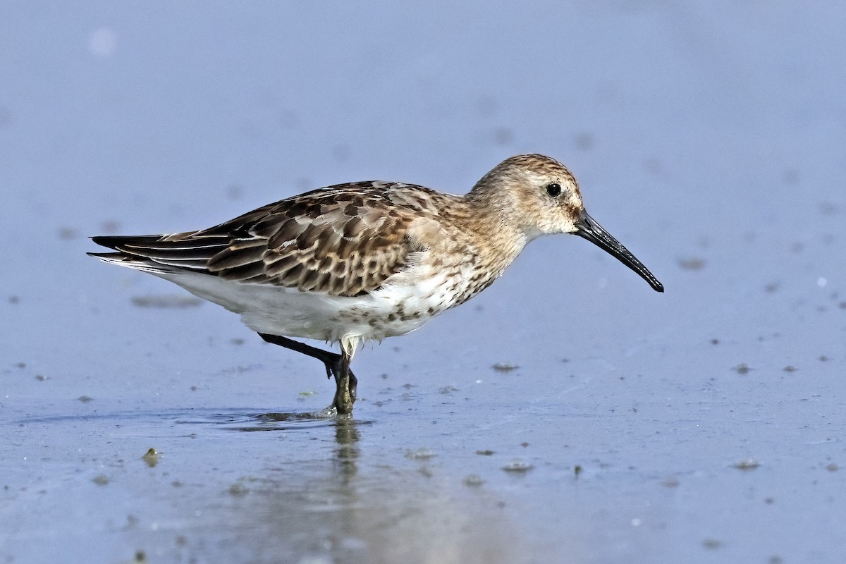 Bécasseau variable - ML642750233