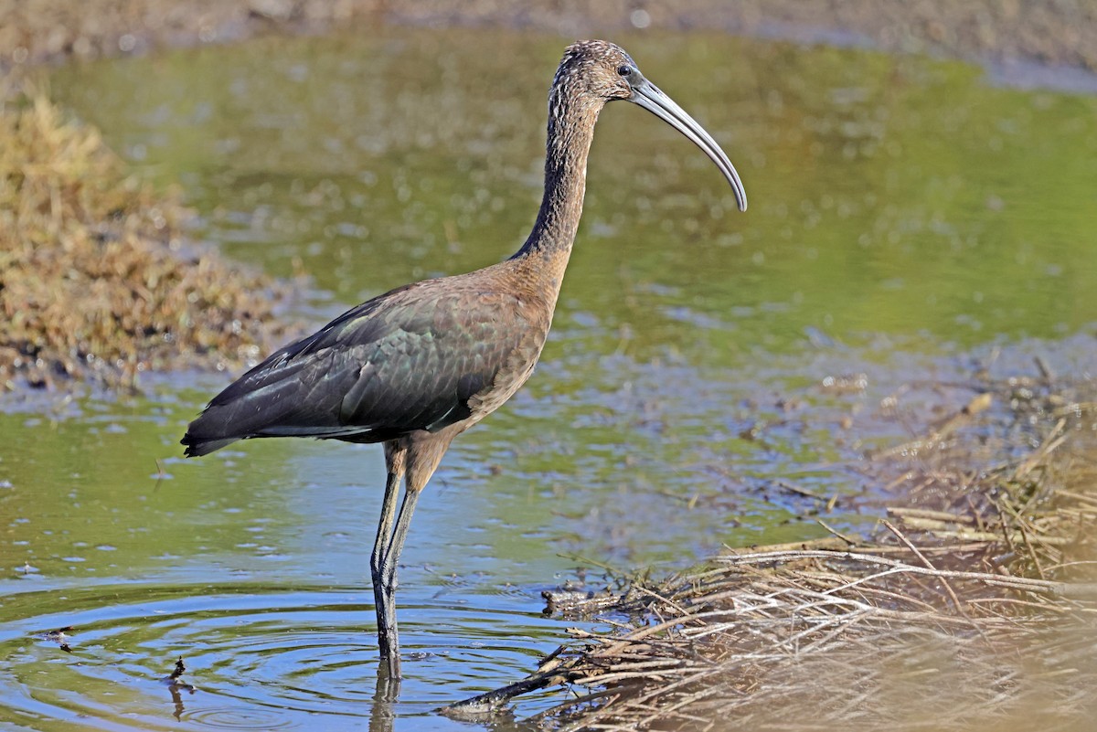 Ibis falcinelle - ML642750238